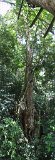 Canopy Walk Pan1